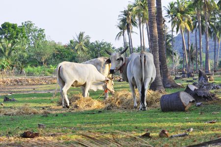 Thai cow, cow crowd in Thailandの写真素材
