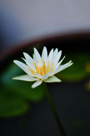 lotus , Thai flower , flowerの写真素材