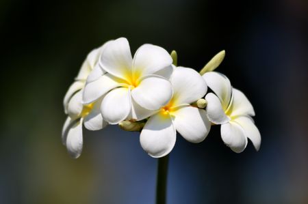 the temple flower , Thai flower の写真素材