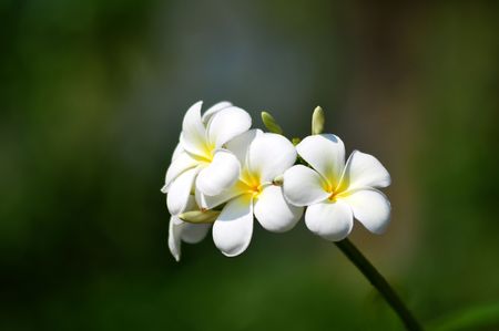 the temple flower , Thai flower の写真素材