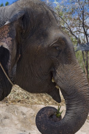 Thai elephant , Asia elephant