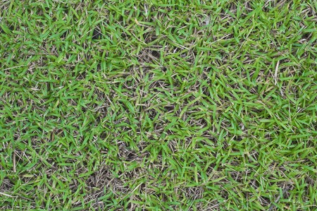 grass backgroundの写真素材