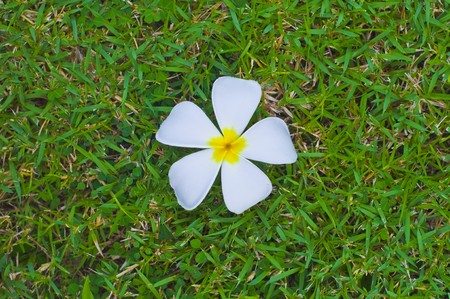 temple flower backgroundの写真素材