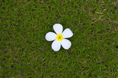 temple flower backgroundの写真素材