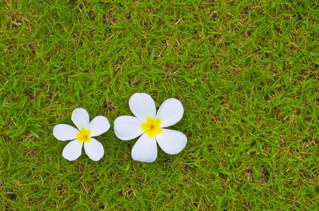 temple flower backgroundの写真素材