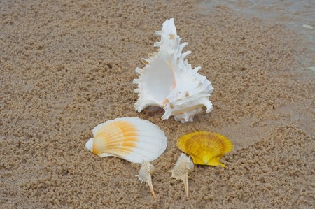 shellfishの写真素材