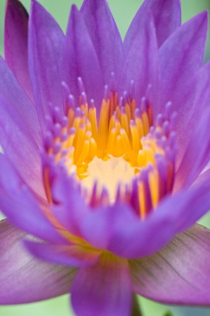 purple lotusの写真素材