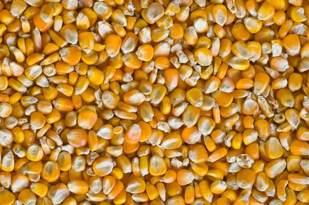 corn