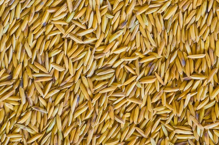 paddyの写真素材