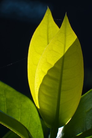 green leafの写真素材