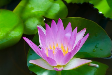 purple lotusの写真素材