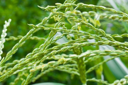 corn plant