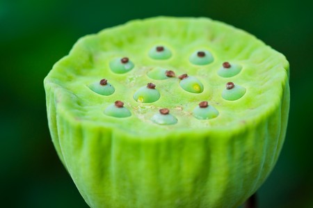 seed lotus の写真素材