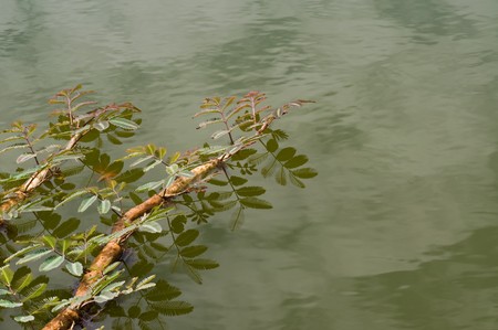 water mimosaの写真素材