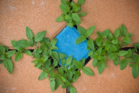 plant on the footpath