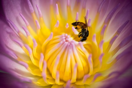 bee in the purple lotusの写真素材