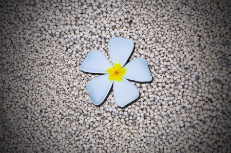 temple flower on white sand backgroundの写真素材
