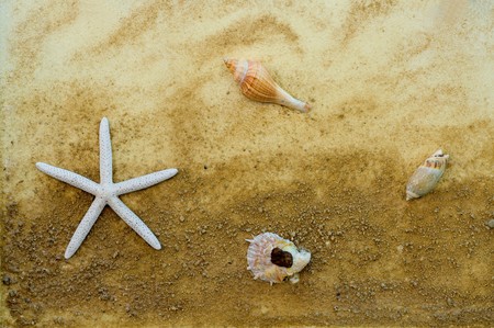 starfish and shellfishの写真素材
