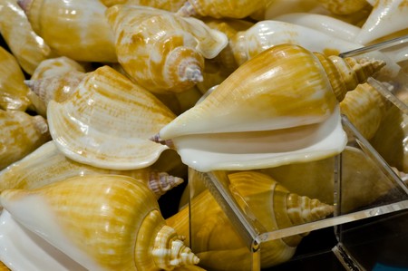 conch shellの写真素材