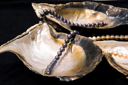 pearl oysterの写真素材