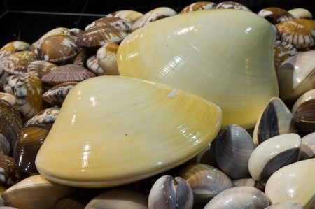 shellfish