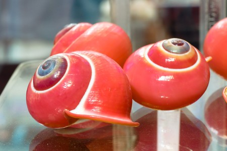 cuban land snail,color snailの写真素材