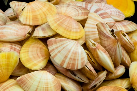 molluskの写真素材