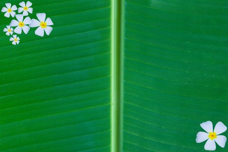 banana leafの写真素材