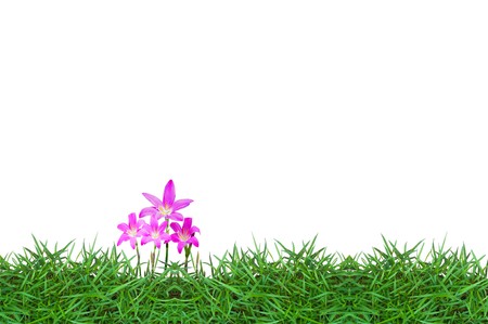 flowers on green grass backgroundの写真素材