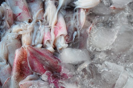 squid for cookingの写真素材