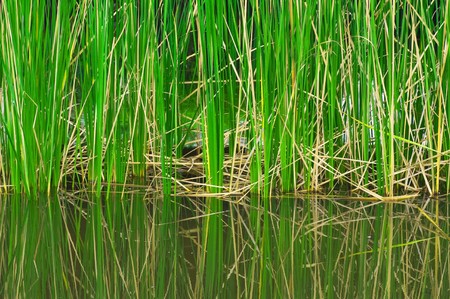 reed plant in the lakeの写真素材