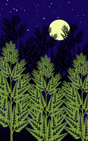 moon in the night and tree shadowの写真素材