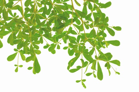 green leaves under the sunshine