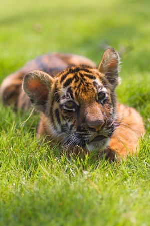 little tiger in actionの写真素材