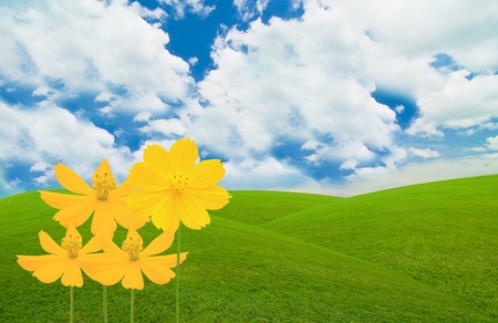 yellow flower on green fieldの写真素材