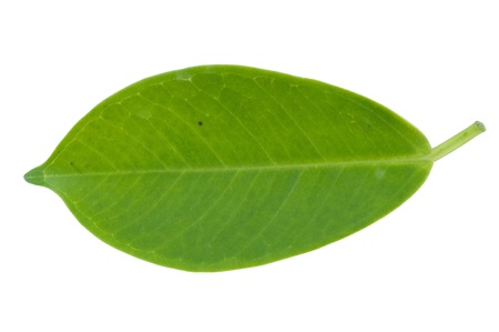 isolated green leaf on white backgroundの写真素材