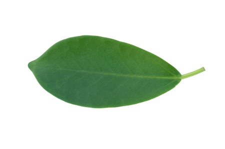 isolated green leaf on white background