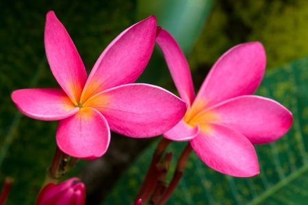 Frangipani, Plumeria, Templetree,Thai flowerの写真素材