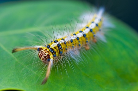 colorful caterpillar on green leaf の写真素材
