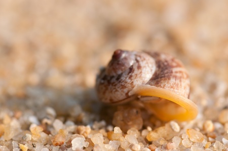 hermit crab on the beach,Surin island Thailandの写真素材
