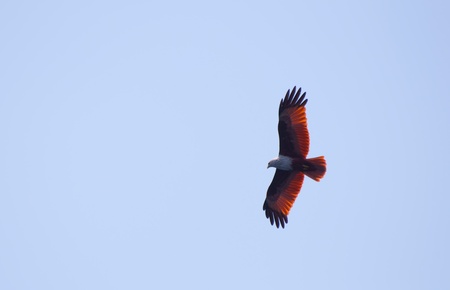 a red hawk on the blue sky