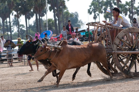 Petchaburi - February 5: cows with cow cart are racing in the field in Petchaburi cow cart racing festival on February 5, 2012 in Petchaburi Province, Thailand. のeditorial素材