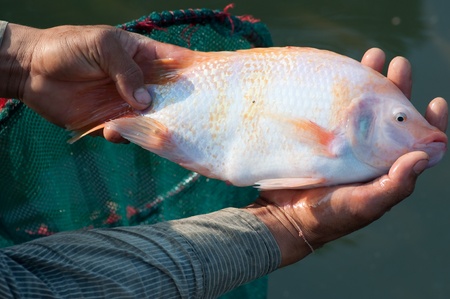 a big nile tilapia in hands