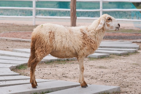 This picture  is sheeps in a farmの写真素材