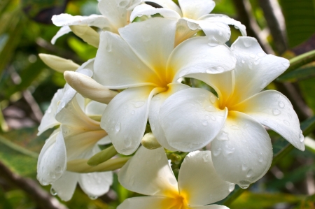 Frangipani, Plumeria, Templetree colorful flowerの写真素材