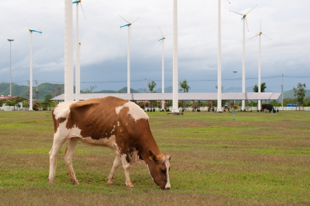 Cows on green meadow の写真素材