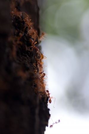 red ants on the treeの写真素材