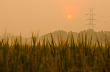 Sunrise on green rice farm  の写真素材