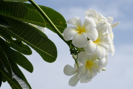 yellow Frangipani or Plumeria flowerの写真素材
