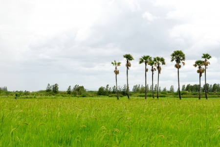 green rice farm in Thailandの写真素材